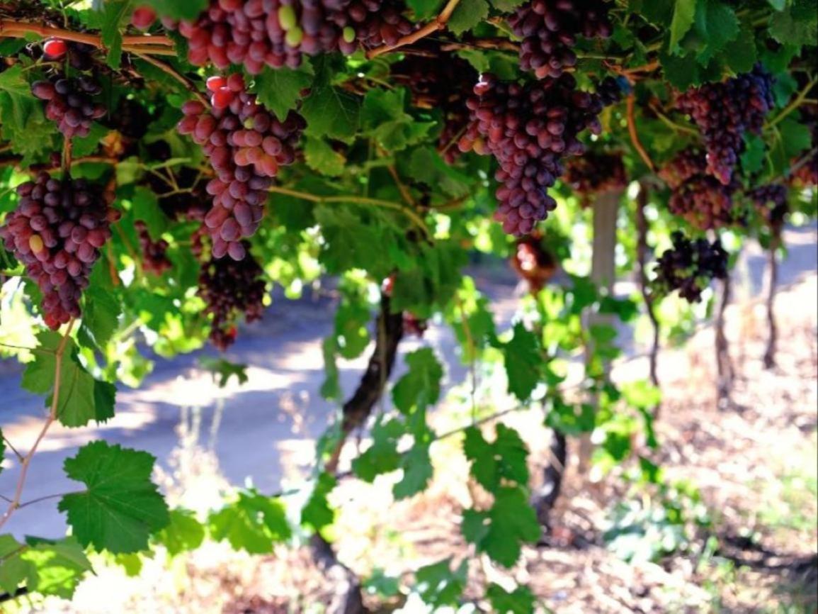 Mymering Wine & Guest Estate Ladismith Bagian luar foto